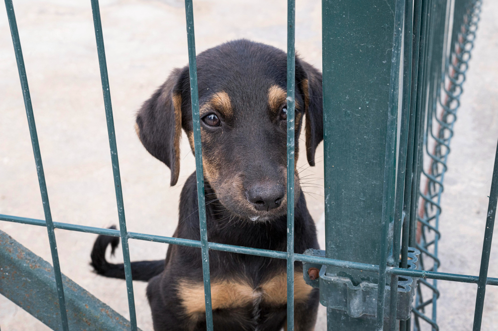 Cão filhote de raça indefinida nas cores preto e caramelo e expressão triste atrás de grades de cor verde.