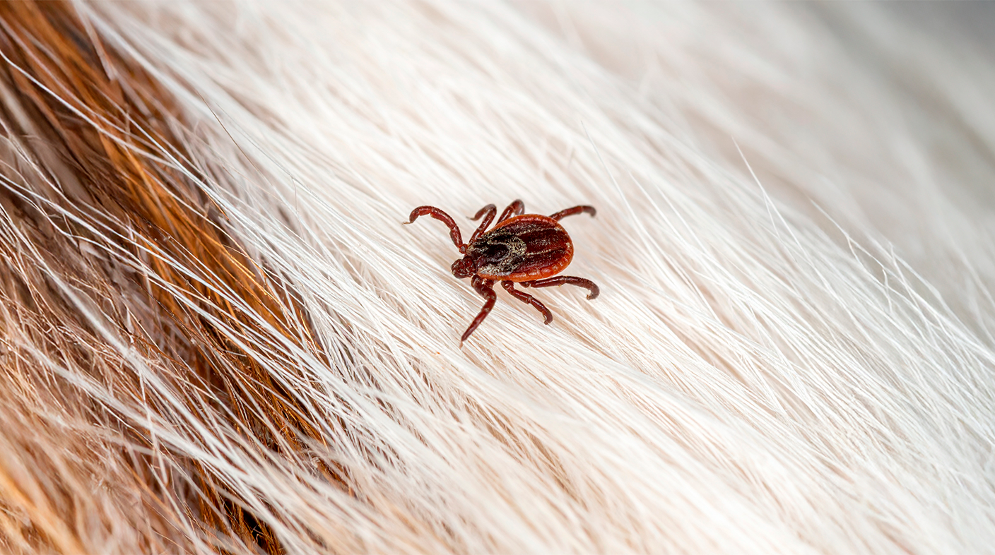 Carrapato estrela andando sobre o pelo branco de um animal não identificado.