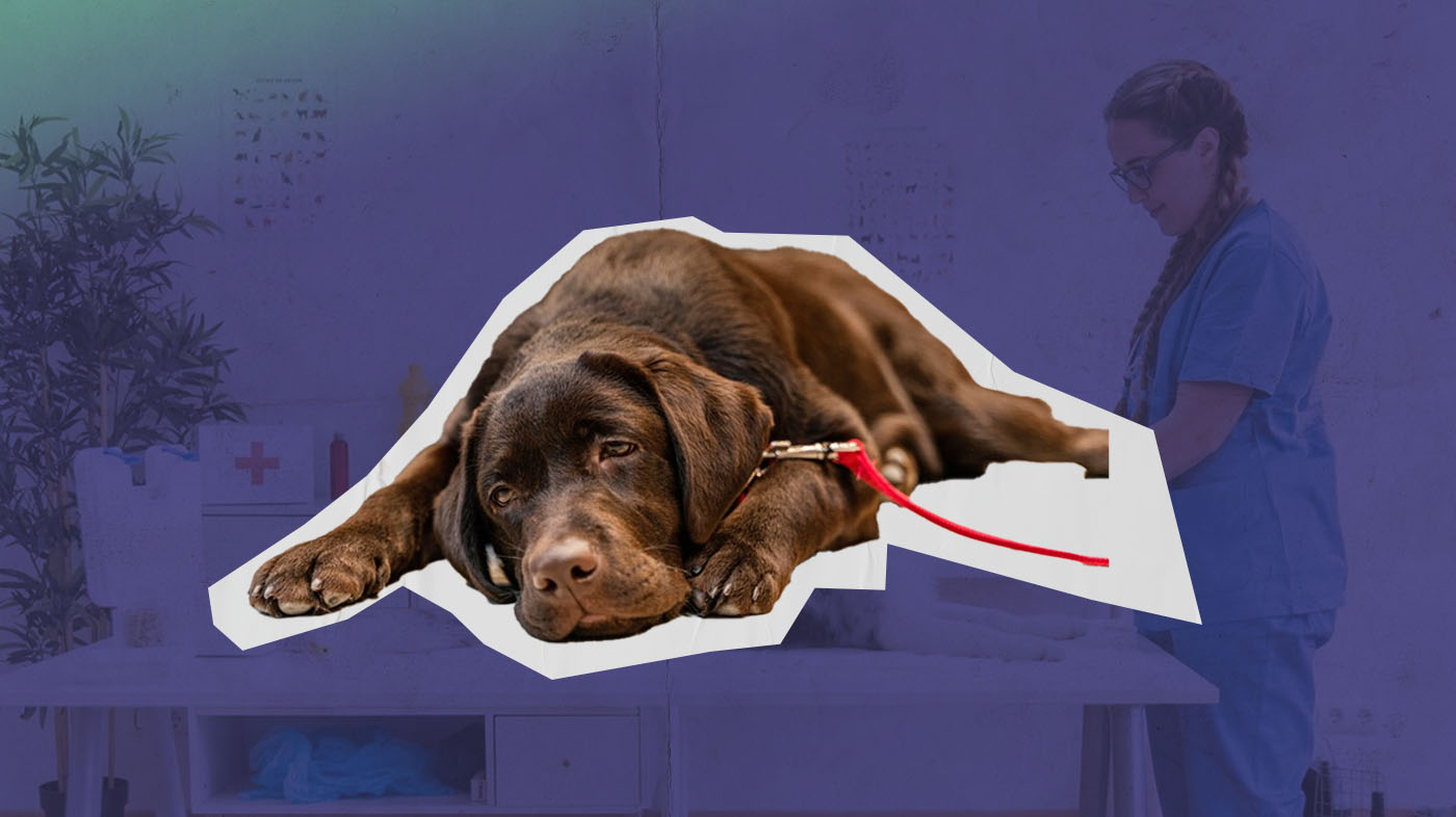 Cão labrador marrom está em destaque. Ele está deitado com expressão desanimada. Ao fundo, a imagem de uma clínica veterinária.