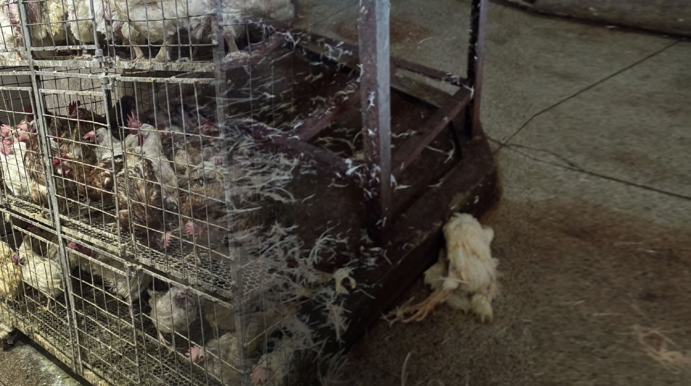 Imagem de frangos em gaiolas, prontas para serem abatidos.