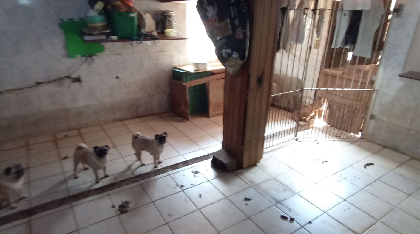 área de quintal com sujeira e fezes de cachorro no chão, há dois cães da raça Pug na imagem e uma casinha de cahorro no fundo.