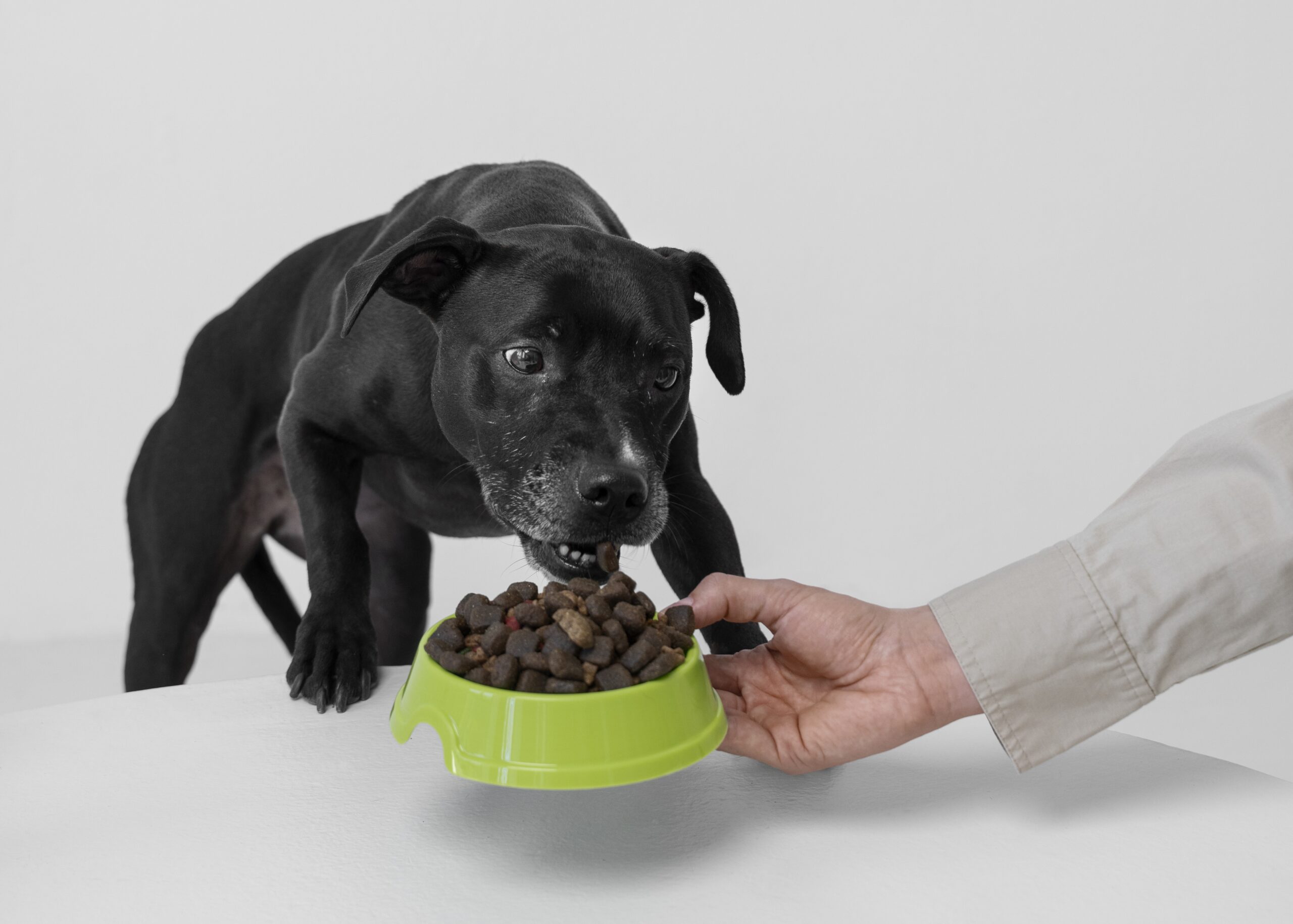 imagem de um cachorro comendo