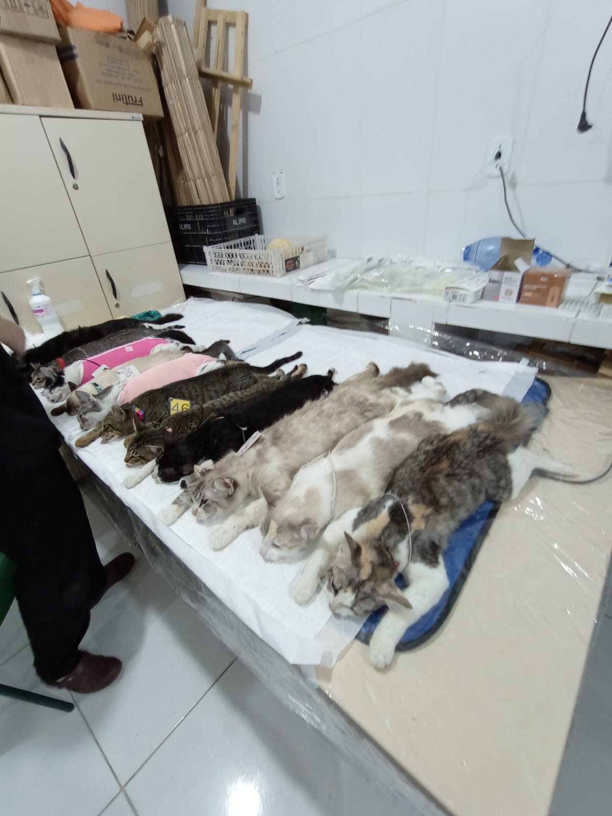 imagem de vários gatos anestesiados em cima de uma mesa