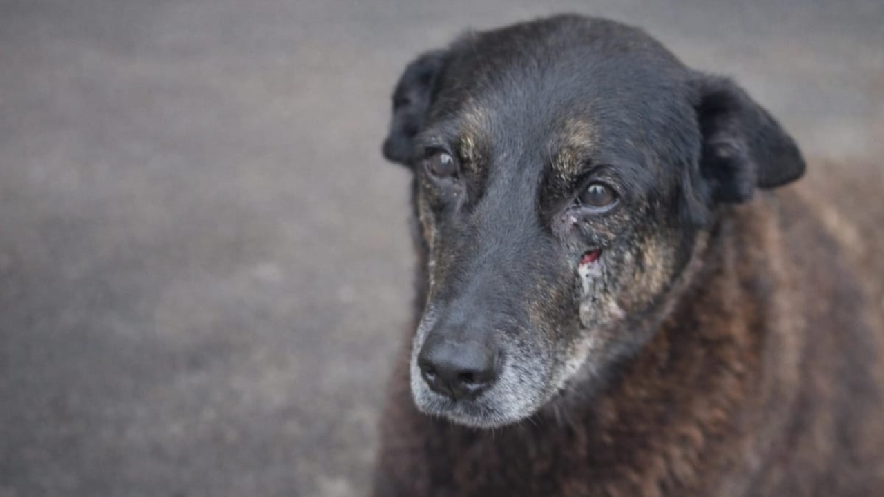 Cão de rua, na cor marrom escuro com um ferimento abaixo dos olhos.