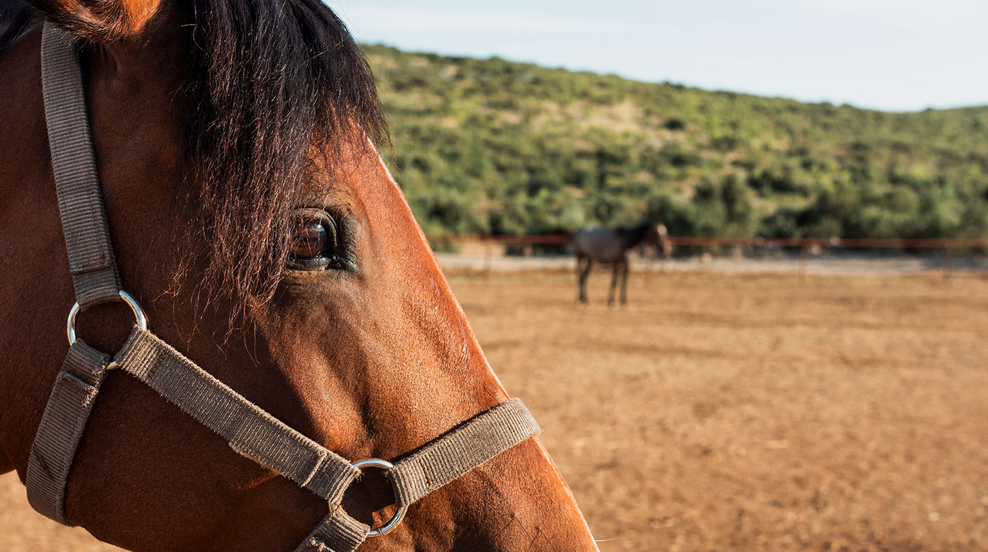 Perfil lateral de um cavalo morrom em close. Ao fundo outro equino e paisagem de um haras.