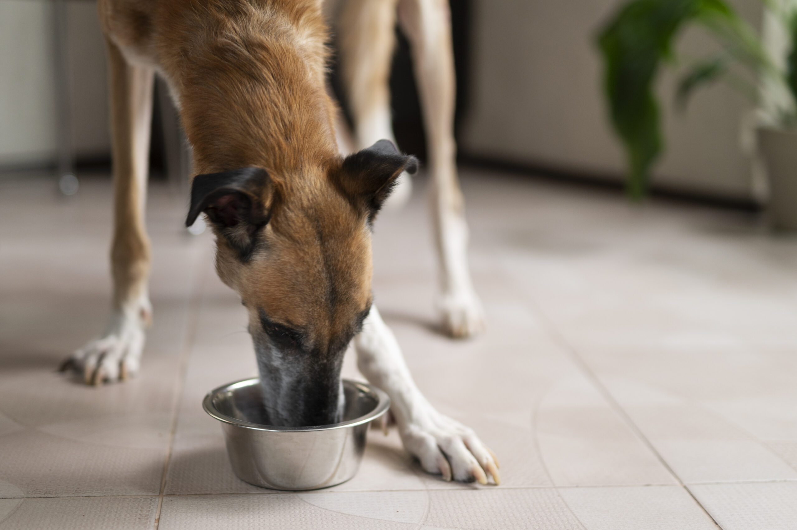 Cão sem raça definida está se alimentando, com a cablea baixa e focinho dentro do pote de ração.