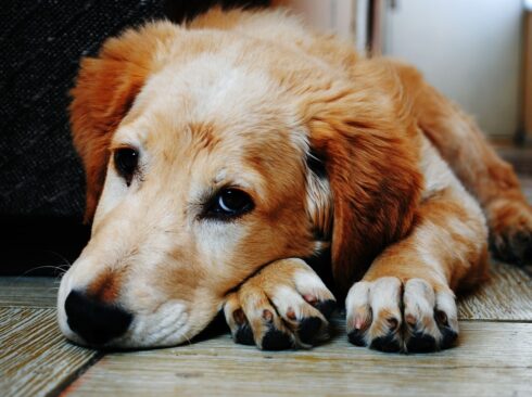 Cão da raça Golden Retriever está deitado e com olhar triste