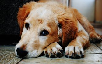 Cão da raça Golden Retriever está deitado e com olhar triste