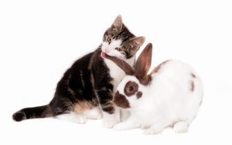 gato filhote preto e branco mordendo a orelha de um coelho branco com manchas cinzas.