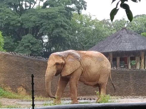 03.03.2020_Autorizado_uso_anestésicos_animais_selvagens_grande_porte
