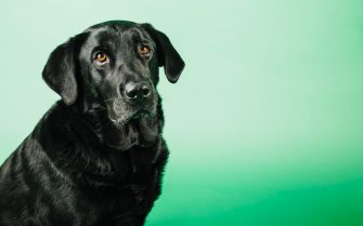 Cão preto de porte grande sentado e triste em um fundo verde.