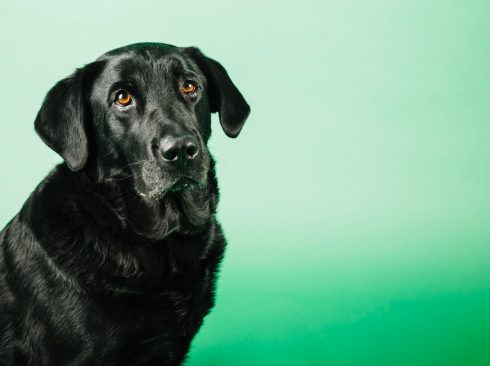 Cão preto de porte grande sentado e triste em um fundo verde.
