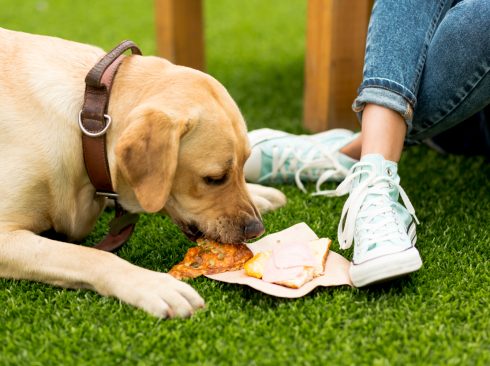 Cão labrador comendo pedaço de pizza no parque ao lado de mulher jovem vestindo calça jeans e tenis branco.