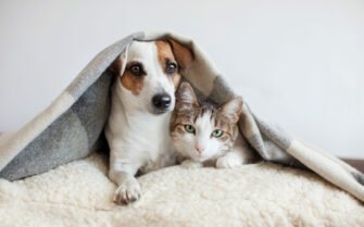 Cão e gatos juntos embaixo de uma coberta em uma sala.