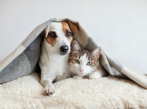 Cão e gatos juntos embaixo de uma coberta em uma sala.