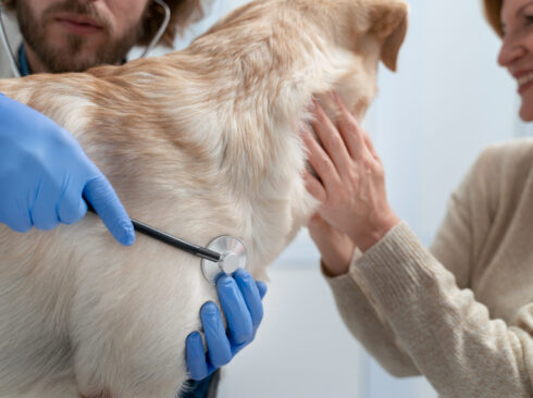 A foto mostra um cão sendo examinado com estetoscópio por médico-veterinário.