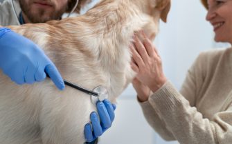 A foto mostra um cão sendo examinado com estetoscópio por médico-veterinário.
