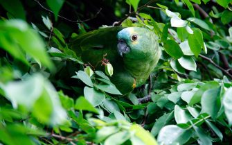 05.06.2022_Dia_Mundial_do_Meio_Ambiente_Pexels