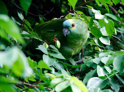 05.06.2022_Dia_Mundial_do_Meio_Ambiente_Pexels