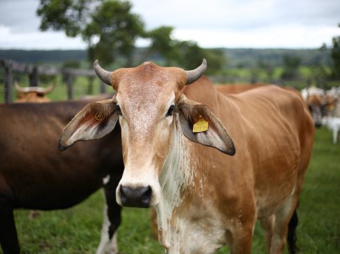 06.05.2020_Médico-veterinário_estratégico_SP_livre_aftosa_sem_vacinação.jpeg