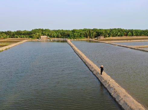 Tanques de terra retangulares estão entre as diversas opções de sistemas de criação. de peixes.