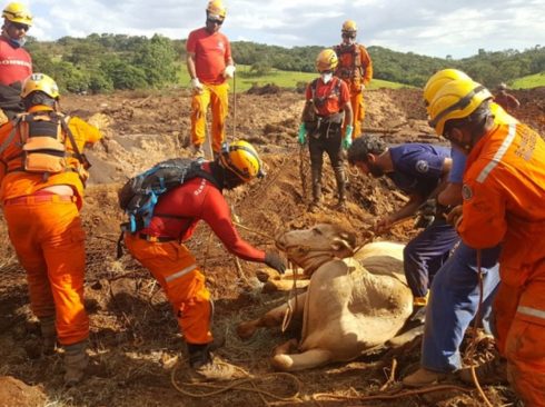 Foto: Brumadinho / CRMV-MG