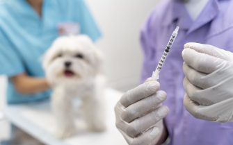 08.01.2025_Mapa_Foto