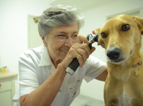 Foto: Acervo CRMV-SP
Augusta Maria Rosa Munhoz Kerbauy atua há 58 anos na clínica de pequenos animais