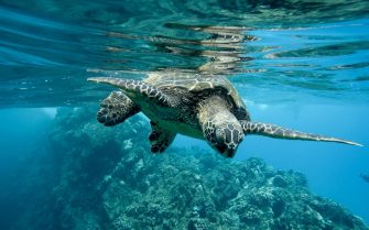 Aproximação de uma tartaruga marinha verde nadando debaixo d'água sob as luzes