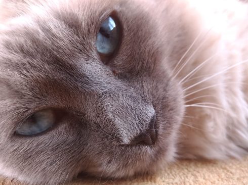 Gata cinza de olhos azuis está deitada em um sofá amarelo