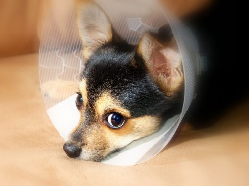 09.04.2020_CFMV_regulamenta_assistência_veterinária_uso_produtos_animais.jpeg