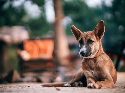 Imagem de cachorro caramelo deitado e com orelhas erguidas observando o ambiente ao seu redor