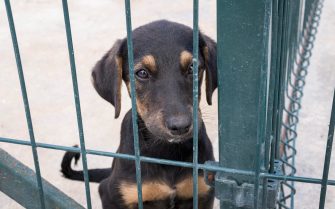 Cão filhote de raça indefinida nas cores preto e caramelo e expressão triste atrás de grades de cor verde.
