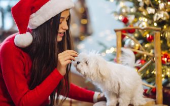 Uma mulher de blusa vermelha e gorro de Papai Noel oferece um petisco a um cachorro de porte pequeno de pelos brancos, ao fundo uma árvore de Natal.