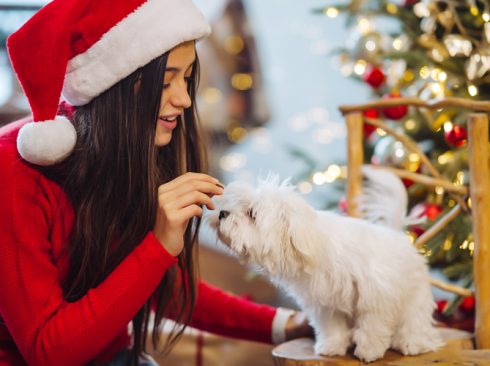 Uma mulher de blusa vermelha e gorro de Papai Noel oferece um petisco a um cachorro de porte pequeno de pelos brancos, ao fundo uma árvore de Natal.