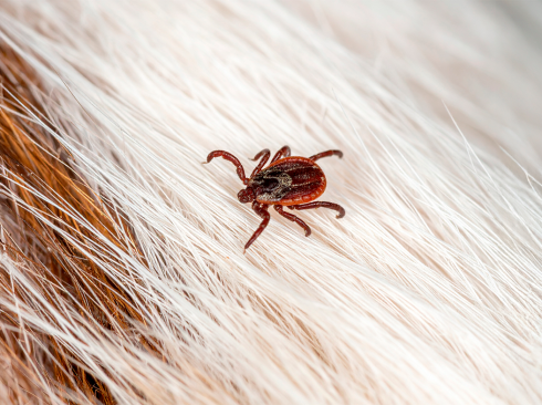 Carrapato estrela andando sobre o pelo branco de um animal não identificado.