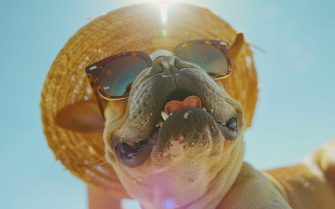 cão usando óculos escuros e chapéu na praia.