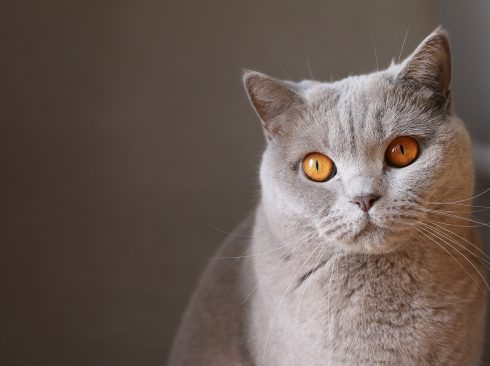 12.03.2020_Dia_Mundial_Rim_felinos_sensíveis_doenças_renais.jpeg