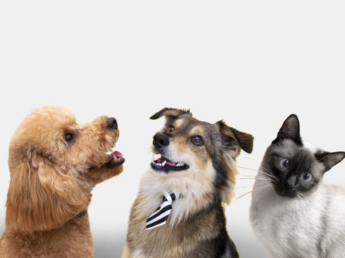 Dois cães, sendo um poodle e um sem raça definida, e um gato siamês.