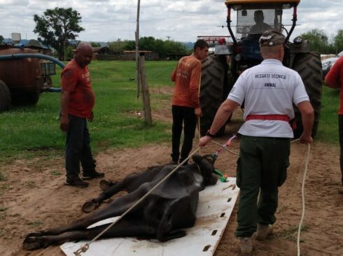 Resgate técnico emergencial de um búfalo é realizado. Homens estão de pé puxando cordas amarradas em uma maca. Em cima dela, um búfalo muito magro. Nas costas de um dos homens está escrito 