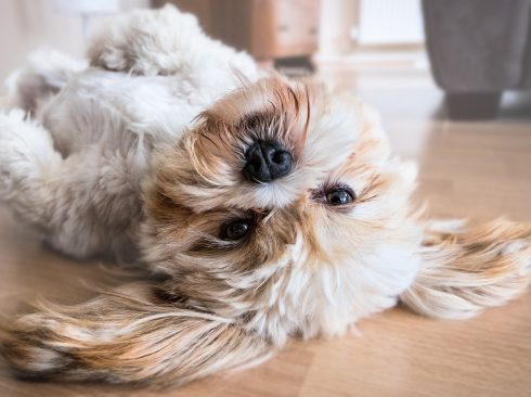 13.02.2020_Médicos-veterinários_dicas_cuidadps_pets_verão_PixAbay
