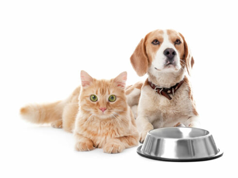 Um cão da raça beagle e um gato de olhos verdes e pelo com rajado alaranjado estão deitados junto em frente a um fundo branco. Em frente a eles está um pote de alumínio para alimentação.