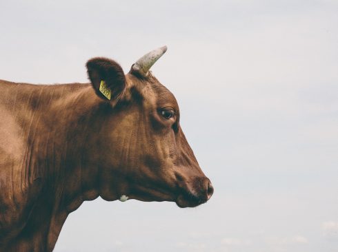 14.08.20_ Nova regra atualiza diretrizes do programa nacional para erradicação da febre aftosa