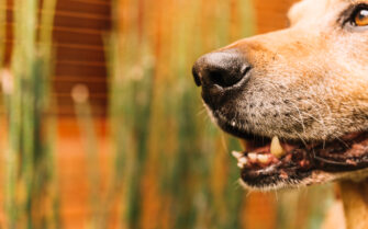A imagem mostra close de focinho e boca de um cão. Ao fundo, há imagem de vegetação.