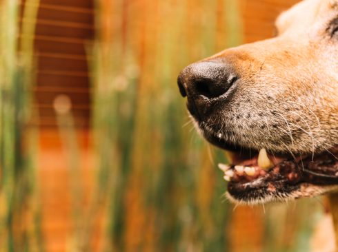 A imagem mostra close de focinho e boca de um cão. Ao fundo, há imagem de vegetação.