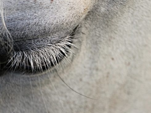 14.09.20_Dia do Cavalo - Bem-estar deve ser prioridade no setor equestre