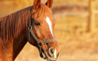 14.10.21_Febre do Nilo Ocidental ameaça saúde de equinos no Brasil