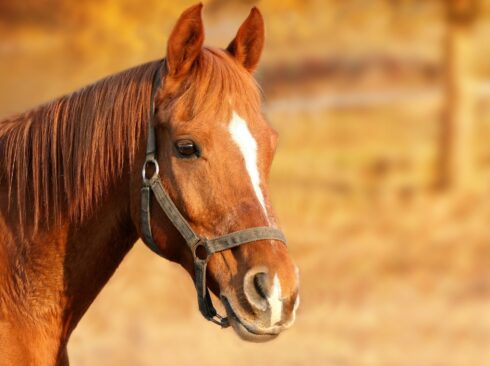 14.10.21_Febre do Nilo Ocidental ameaça saúde de equinos no Brasil