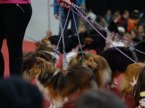 Cães de raça pretos, brancos e caramelo em evento sobre animais.
