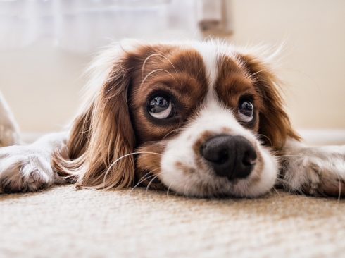 16.06.2020_Com_volta_trabalho_presencial_tutores_atentos_saúde_pets_Parte1_PixAbay